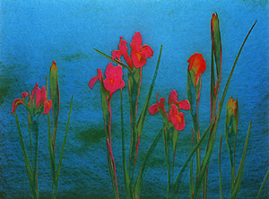 AUC0325 Circle 24 gallery prints - Tetsuro TAKAI ’Iris By The Water’