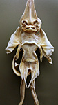 Jenny Haniver