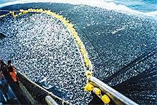 purse seiner off the coast of Peru NOAA