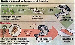 Fish oil made from GM plant to be saviour of the ocean