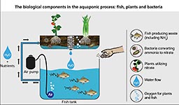 Aquaponics